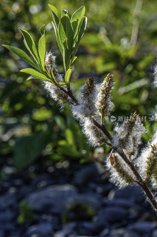 沙柳(Salix sitchensis)是一种柳树，俗称锡特卡柳。它原产于北美西北部，从阿拉斯加到加利福尼亚北部到蒙大拿州。威廉王子湾，楚加奇国家森林，阿拉斯加。杨柳科。